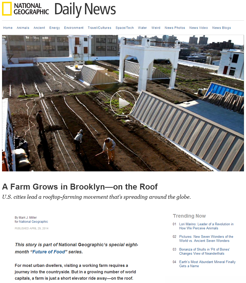 a farm grows in brooklyn on the roof